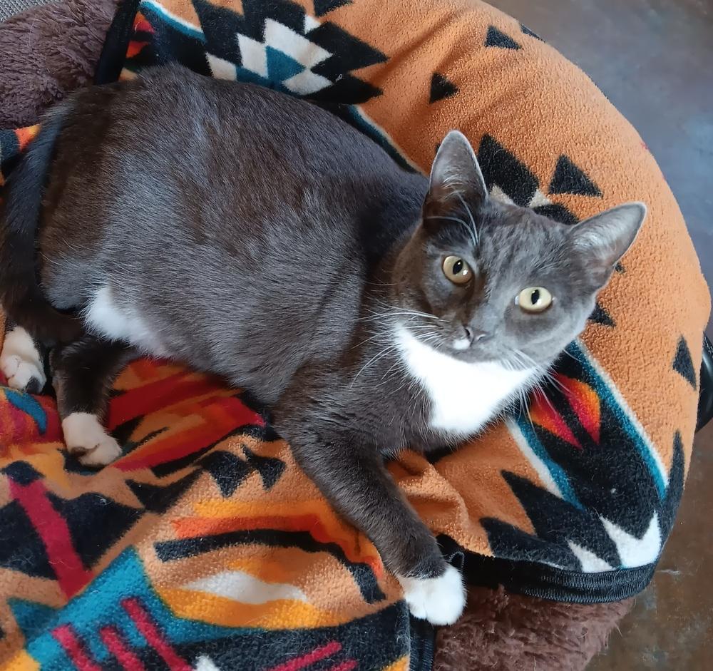 Enlarge Sarabi, a Adoptable mixed breed in Challis, ID image 6/6