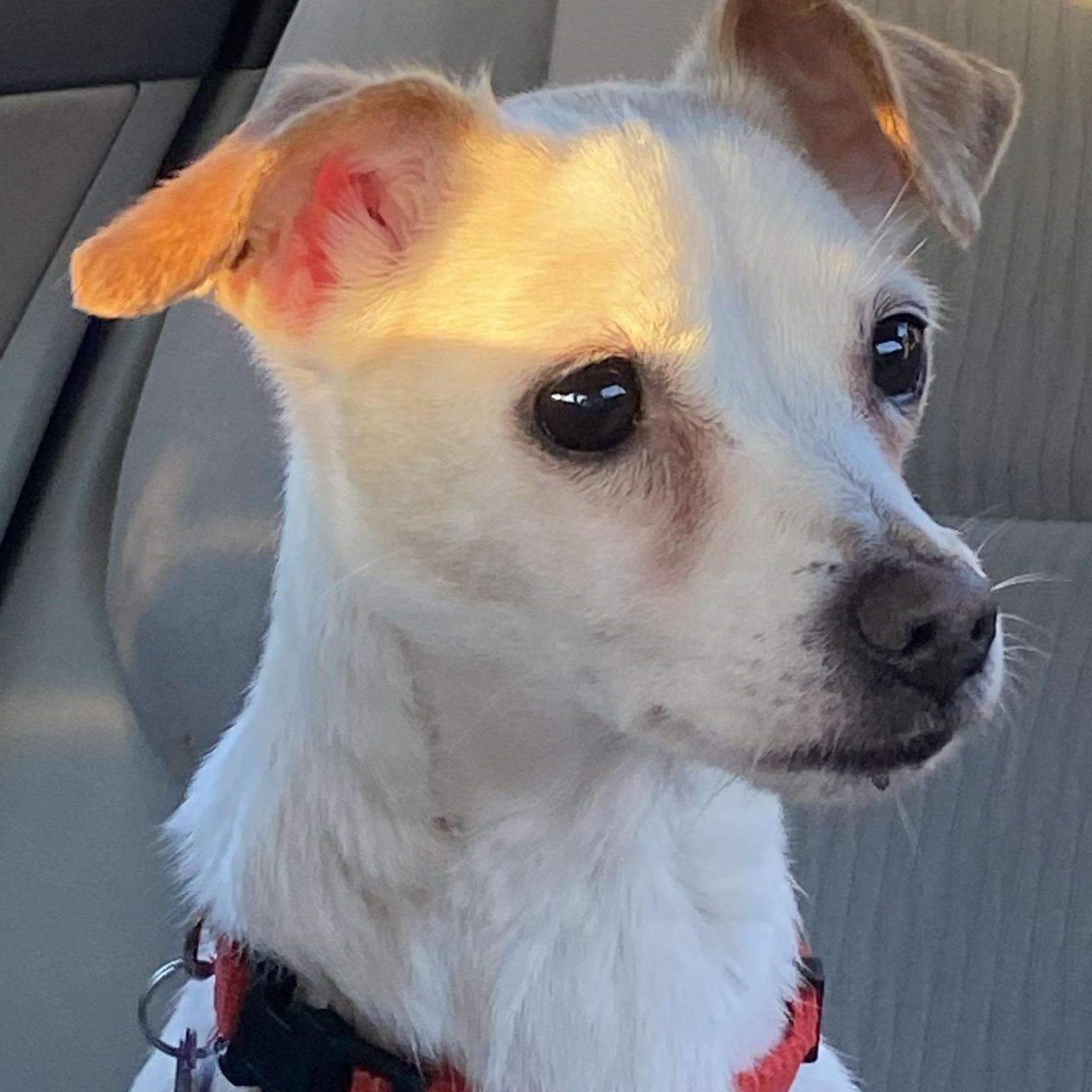 Enlarge Claire, a Adoptable Chihuahua in Rockville, MD image 2/5