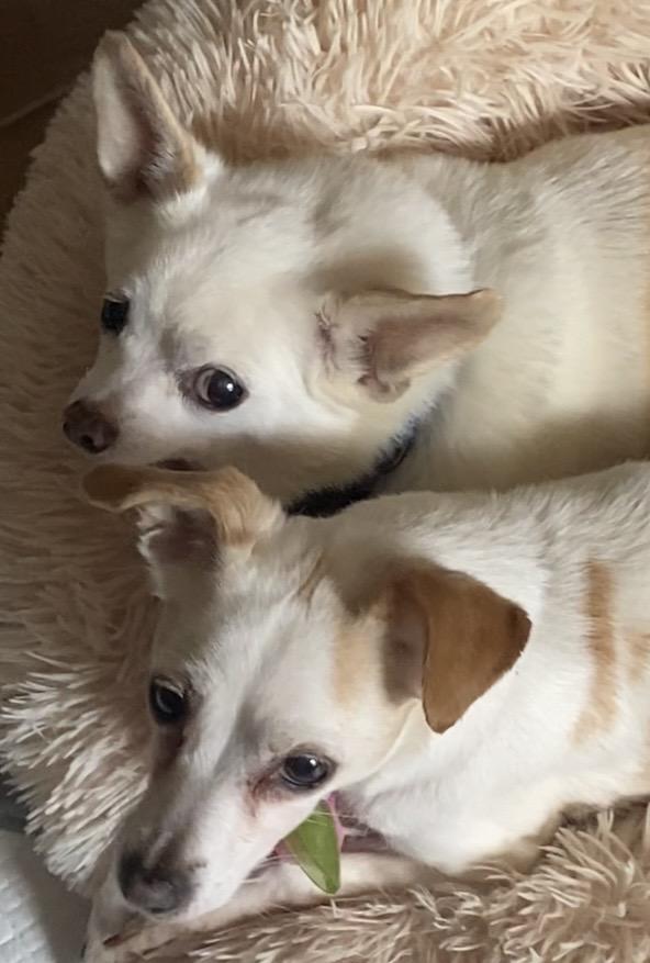 Enlarge Claire, a Adoptable Chihuahua in Rockville, MD image 4/5