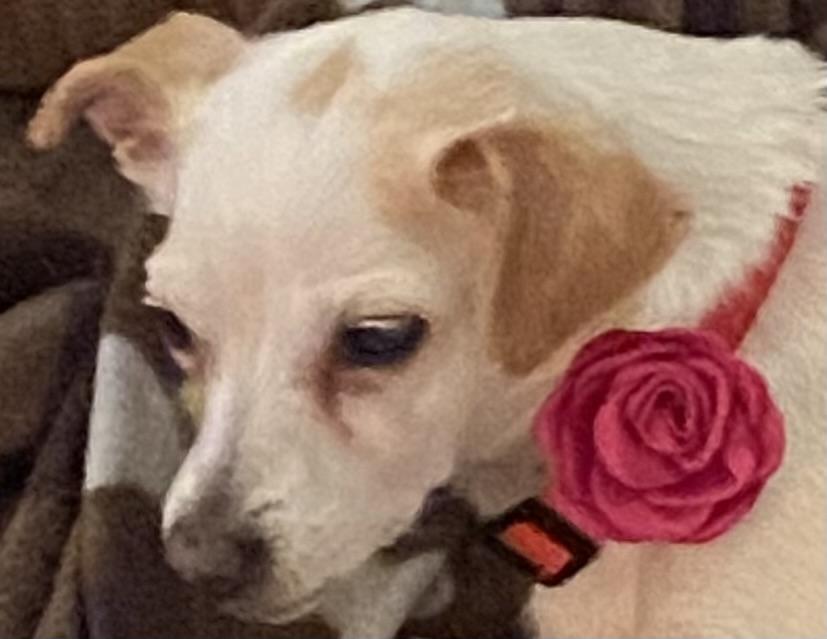 Enlarge Claire, a Adoptable Chihuahua in Rockville, MD image 5/5