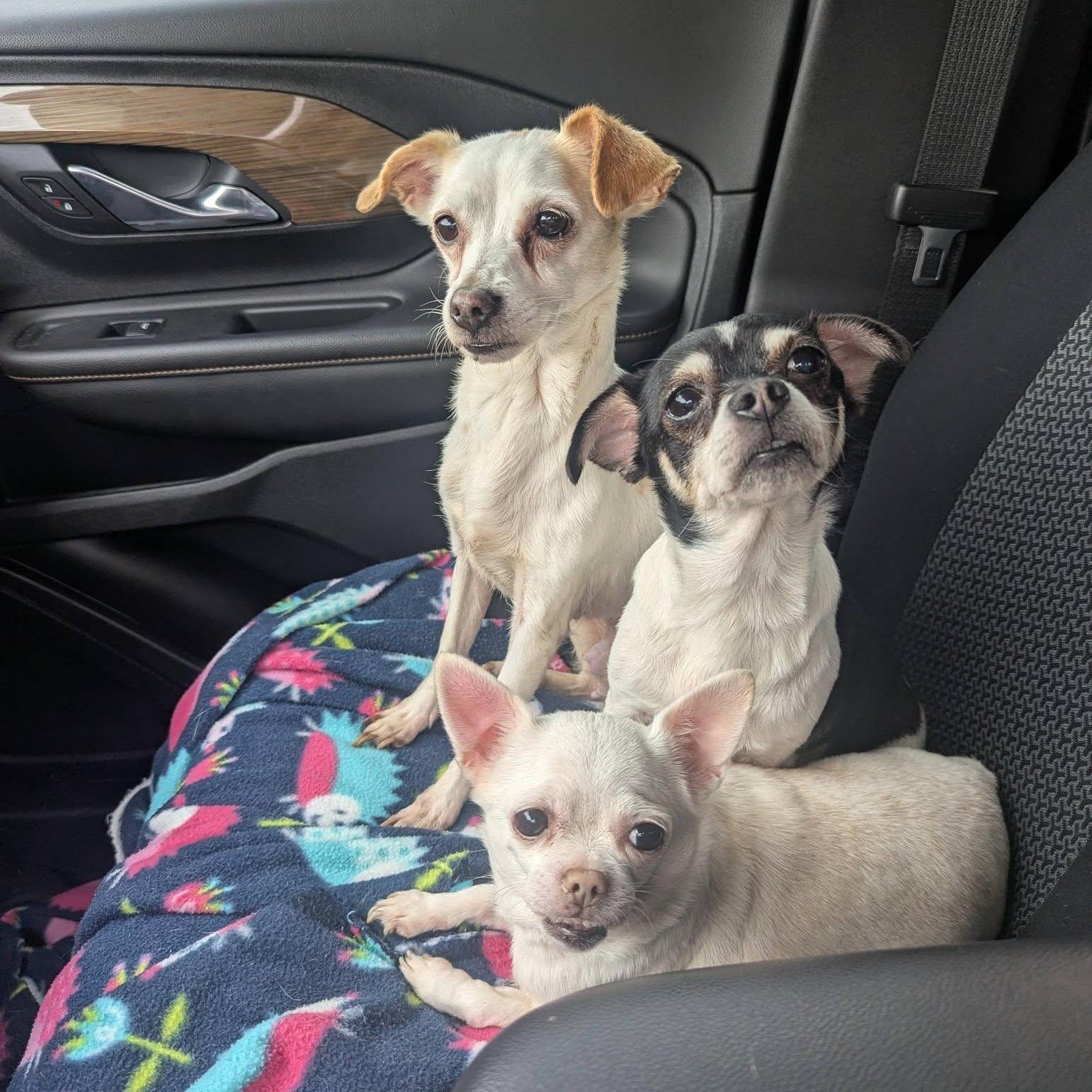 Enlarge Claire, a Adoptable Chihuahua in Rockville, MD image 3/5