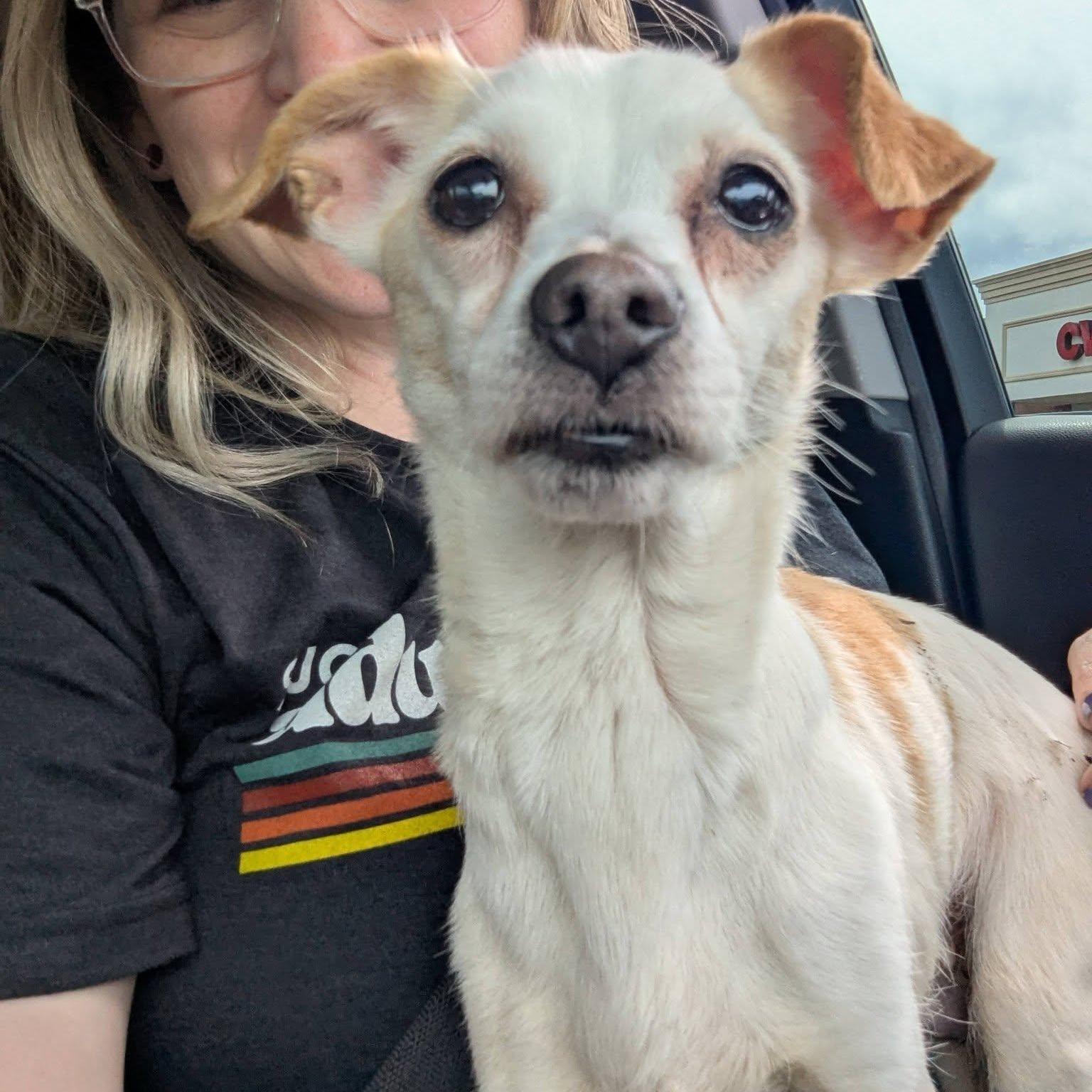 Claire, Adoptable, Senior Female Chihuahua.