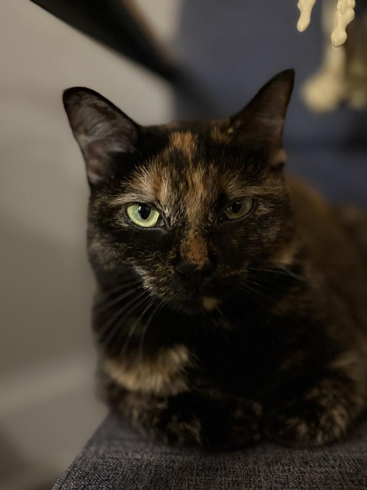 Catalpa (Viola) (25-211 C), Adoptable, Adult Female Domestic Short Hair & Domestic Short Hair.