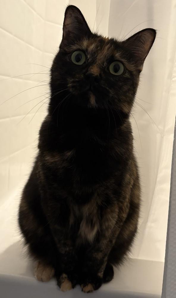 Catalpa (Viola) (25-211 C), a Adoptable mixed breed in Lansing, MI image 2/6