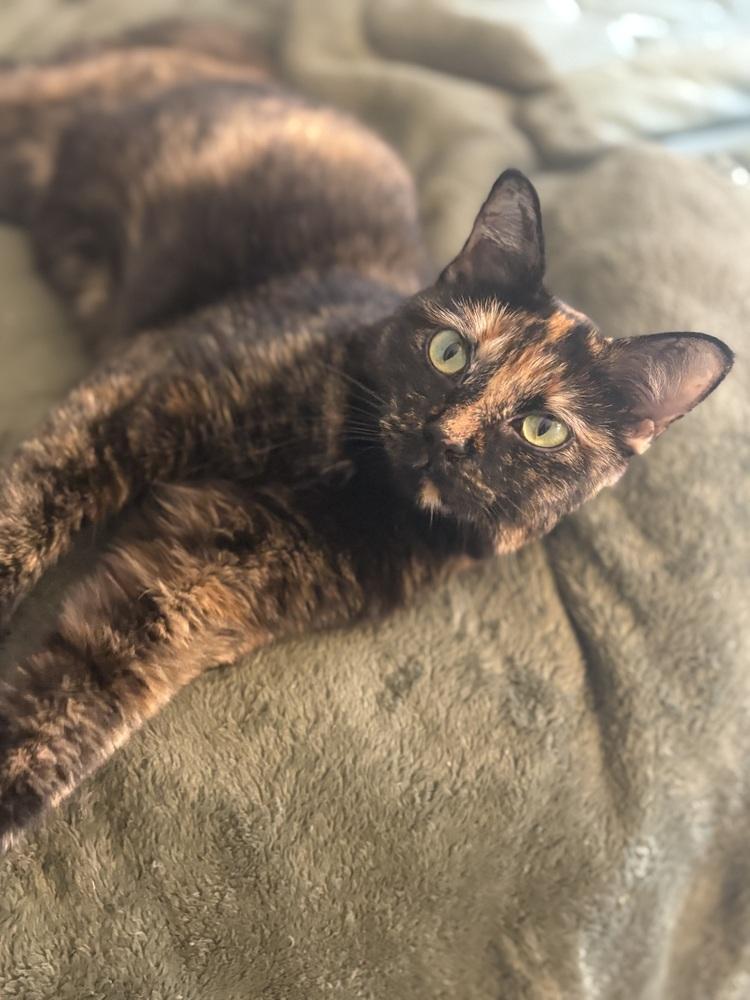 Catalpa (Viola) (25-211 C), a Adoptable mixed breed in Lansing, MI image 3/6