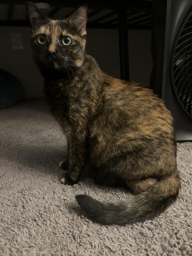 Catalpa (Viola) (25-211 C), a Adoptable mixed breed in Lansing, MI image 4/6