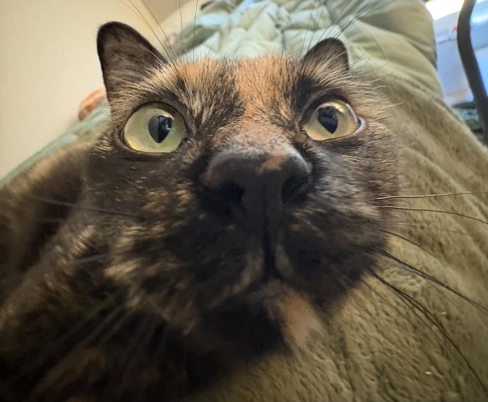 Catalpa (Viola) (25-211 C), a Adoptable mixed breed in Lansing, MI image 5/6