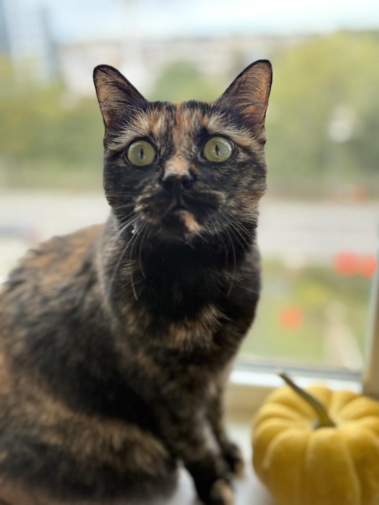 Catalpa (Viola) (25-211 C), a Adoptable mixed breed in Lansing, MI image 6/6