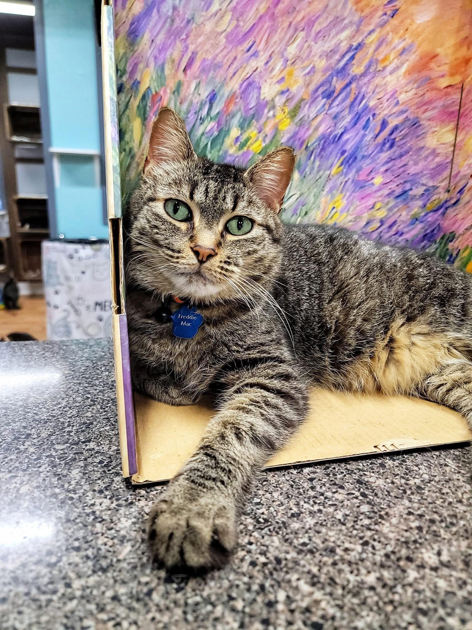 Enlarge FREDDIE MAC, a Adoptable Domestic Short Hair in Grand Rapids, MI image 2/6