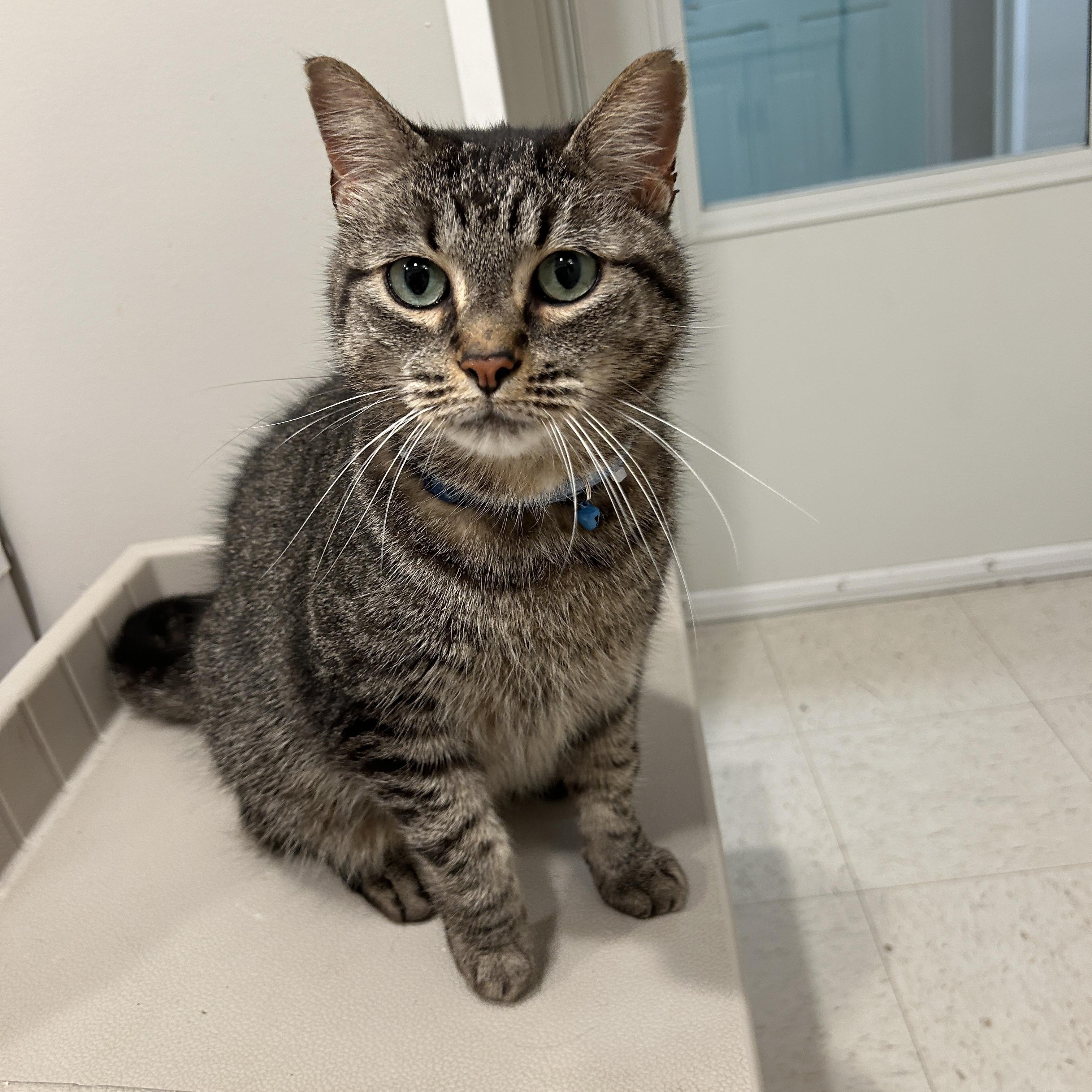 FREDDIE MAC, Adoptable, Adult Male Domestic Short Hair.