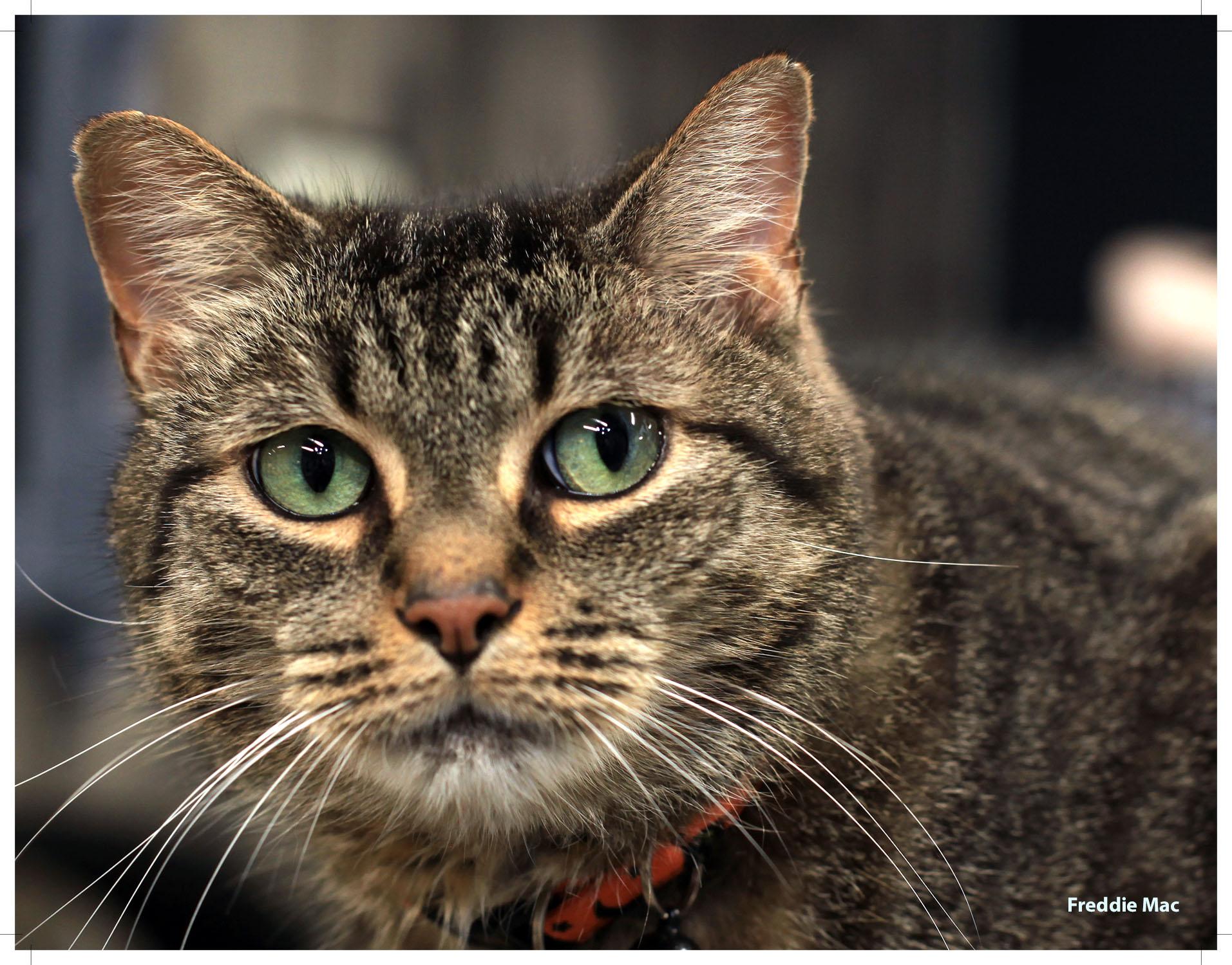 Enlarge FREDDIE MAC, a Adoptable Domestic Short Hair in Grand Rapids, MI image 4/6