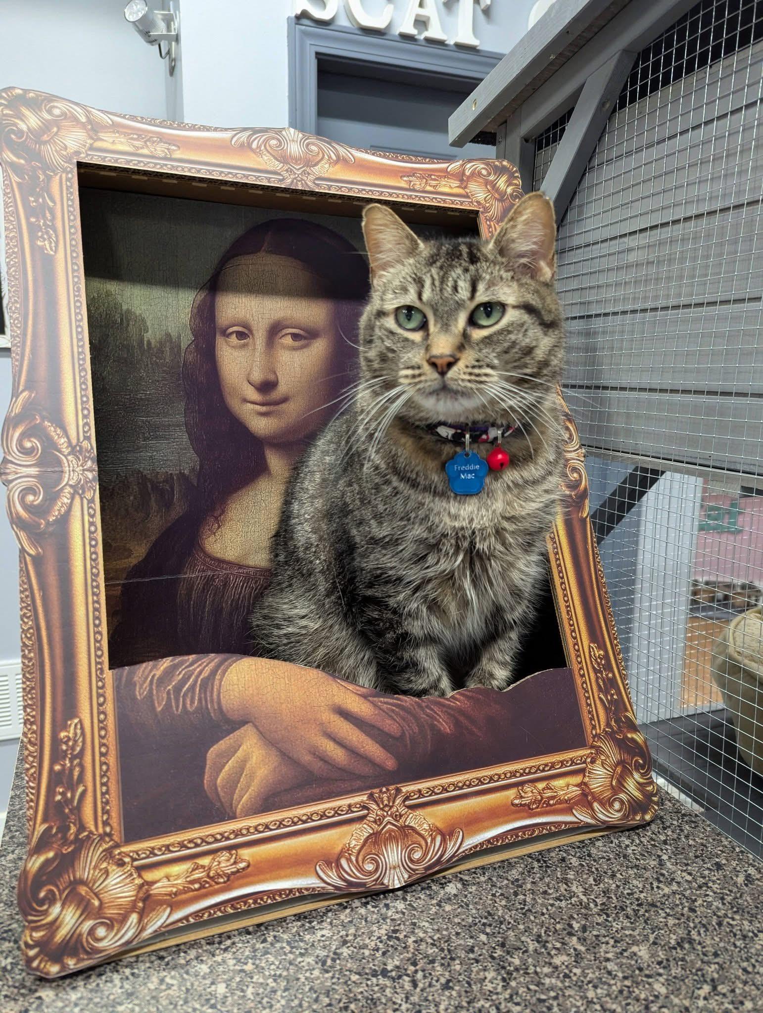 Enlarge FREDDIE MAC, a Adoptable Domestic Short Hair in Grand Rapids, MI image 5/6