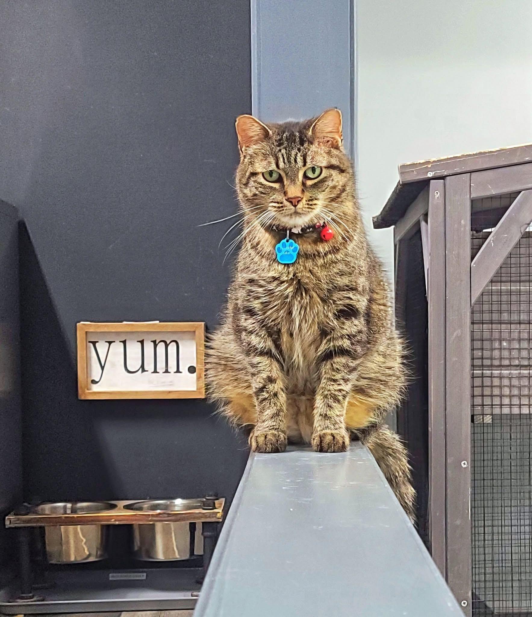 Enlarge FREDDIE MAC, a Adoptable Domestic Short Hair in Grand Rapids, MI image 6/6