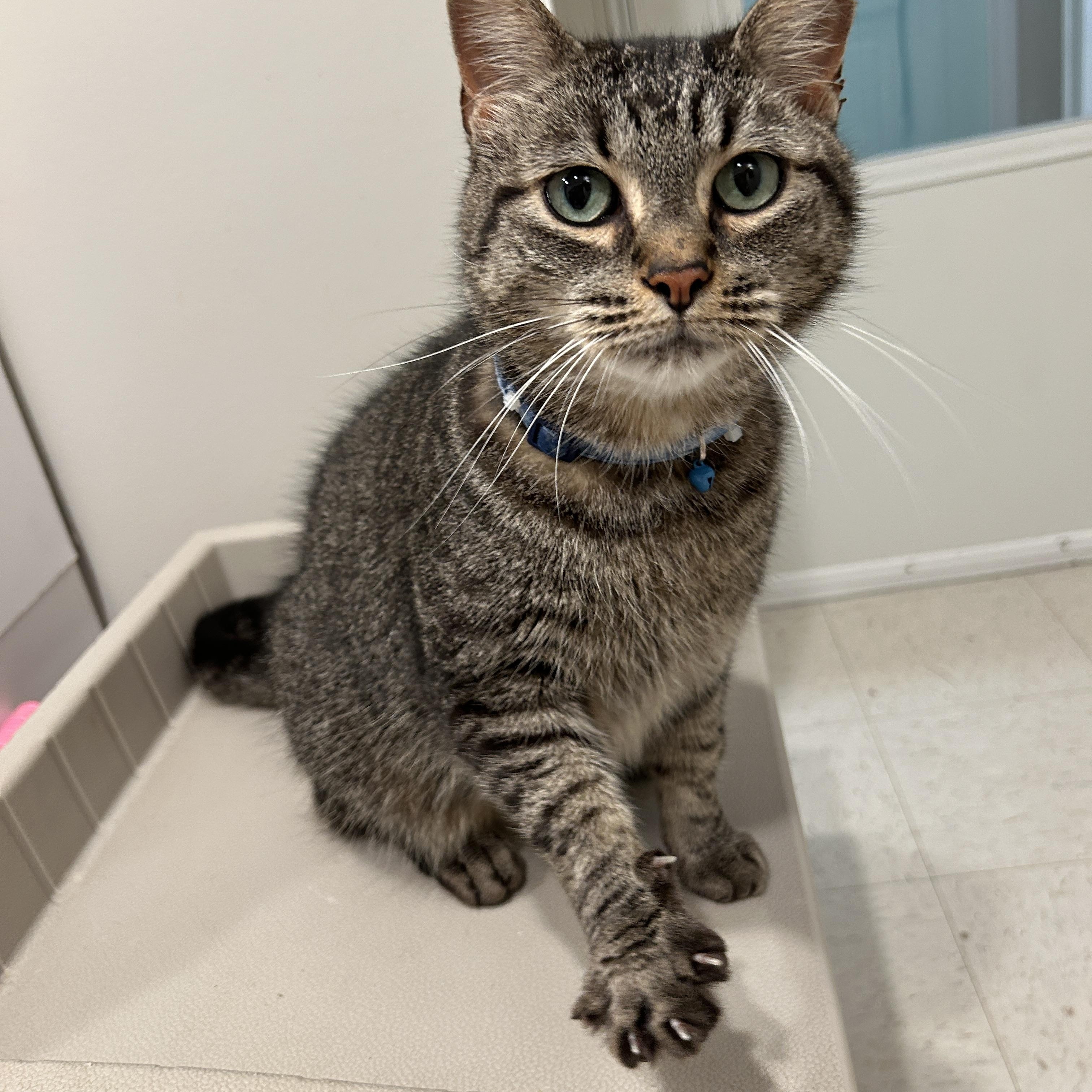 FREDDIE MAC, a Adoptable Domestic Short Hair in Grand Rapids, MI image 2/4