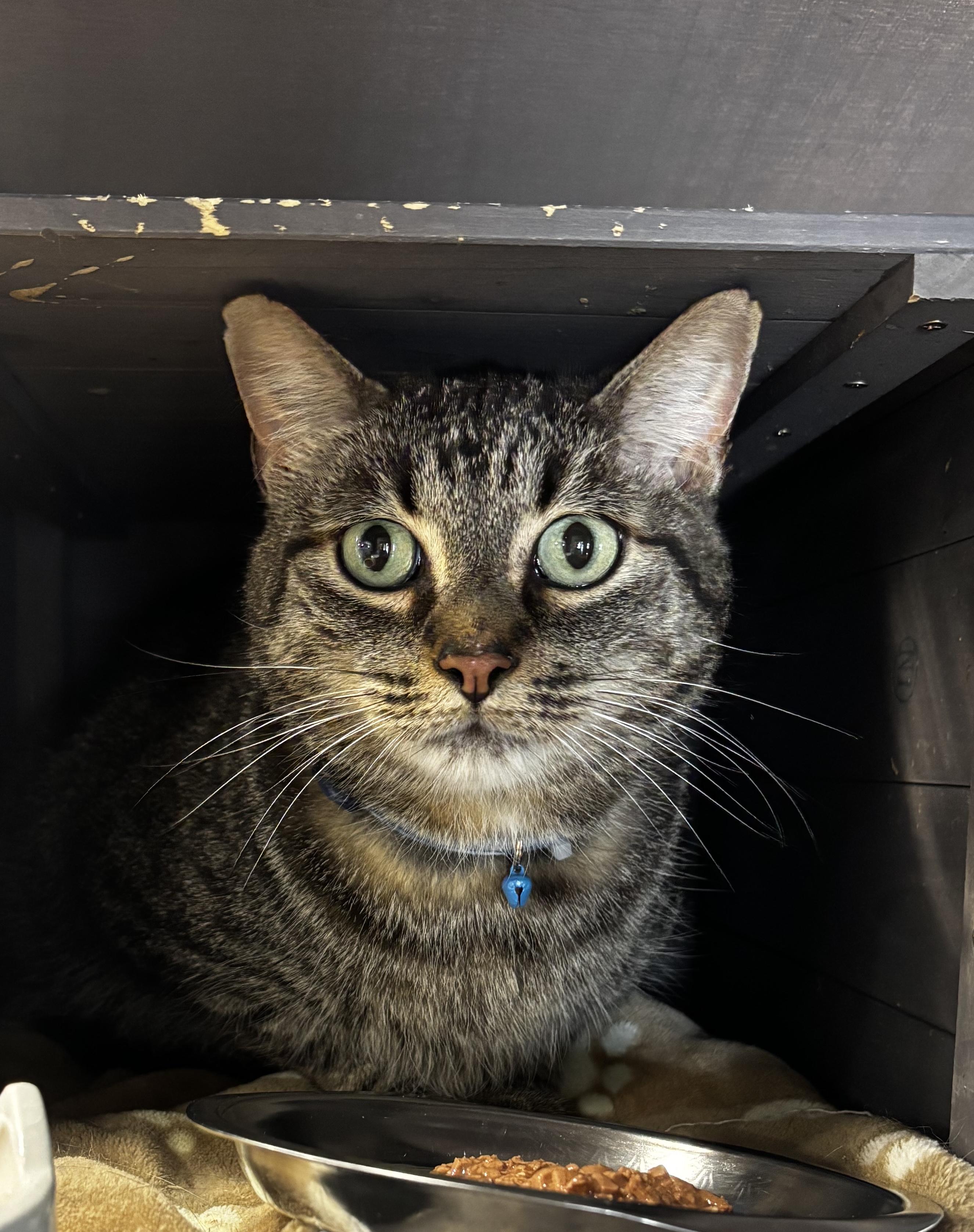 FREDDIE MAC, a Adoptable Domestic Short Hair in Grand Rapids, MI image 3/4