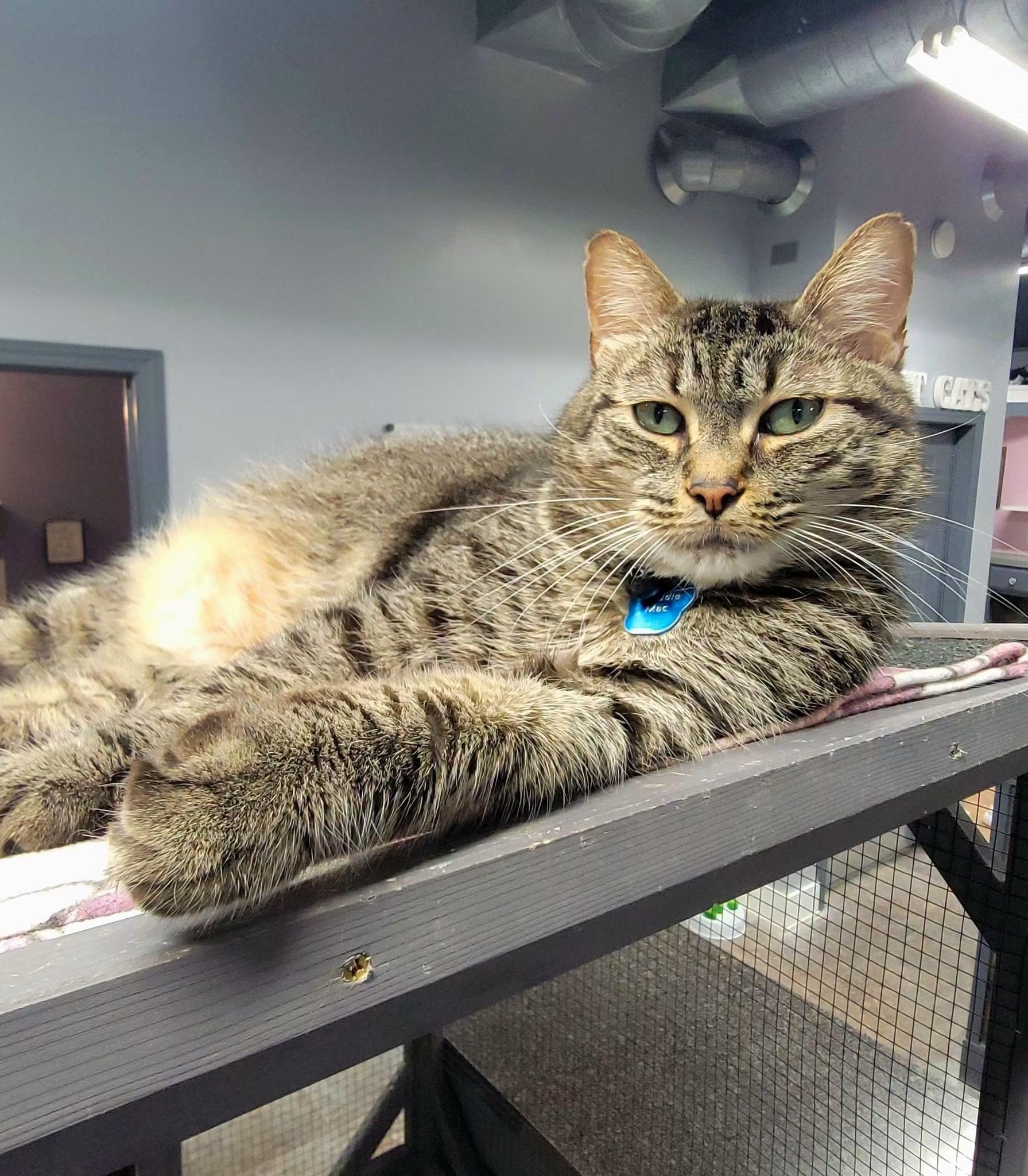 FREDDIE MAC, Adoptable, Adult Male Domestic Short Hair.