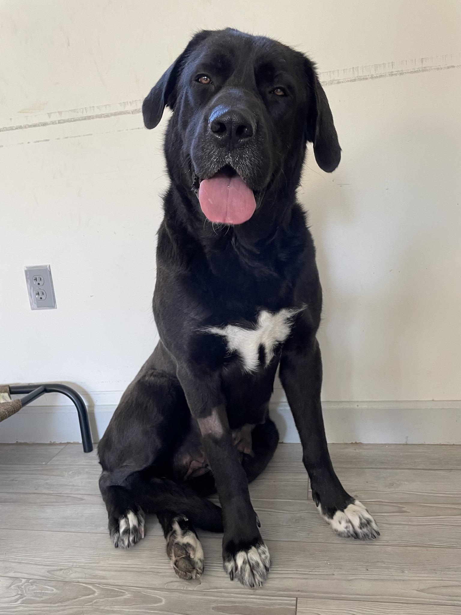 Enlarge Marley, a ADOPTABLE mixed breed in South Bend, IN image 2/3
