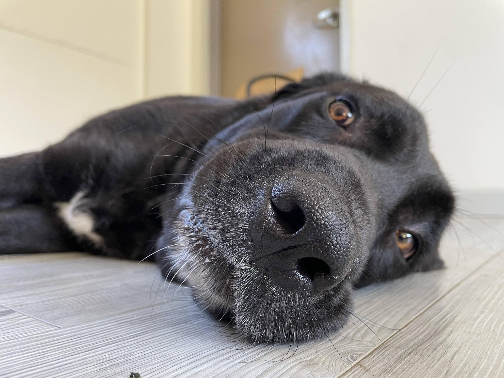 Enlarge Marley, a ADOPTABLE mixed breed in South Bend, IN image 3/3