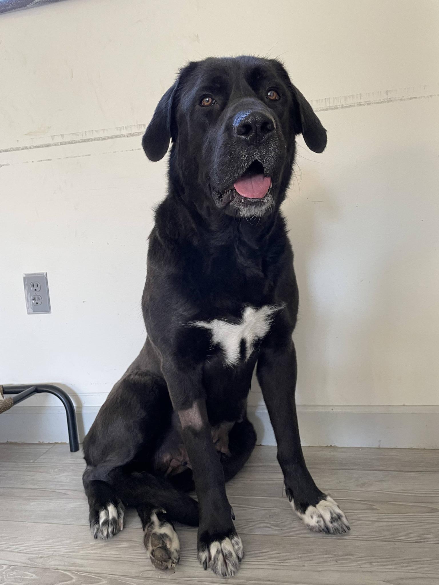 Marley, ADOPTABLE, Adult Female Newfoundland Dog.