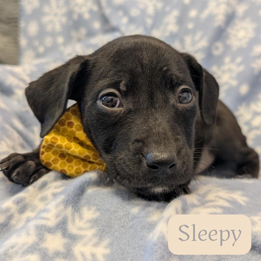 Enlarge Sleepy, a Adoptable Pit Bull Terrier in Emporia, KS image 1/3
