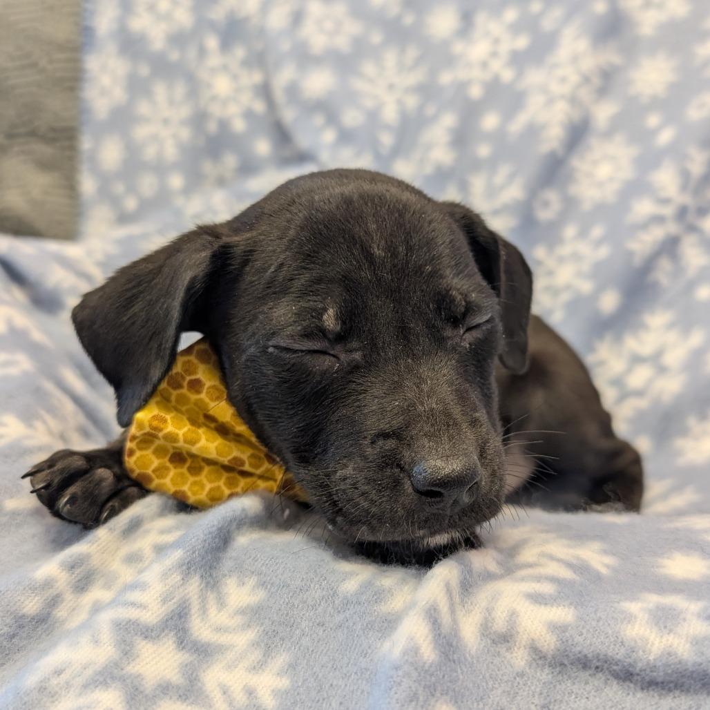 Enlarge Sleepy, a Adoptable Pit Bull Terrier in Emporia, KS image 2/3