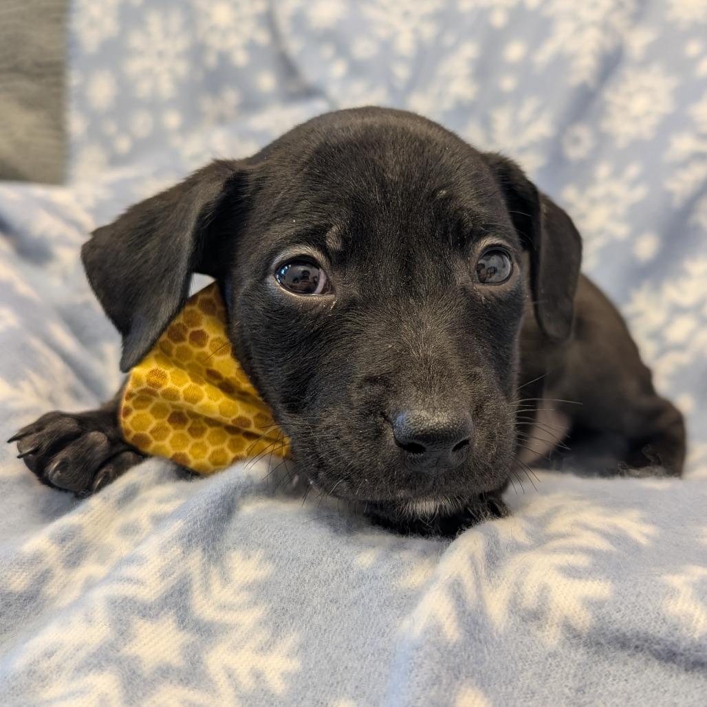 Enlarge Sleepy, a Adoptable Pit Bull Terrier in Emporia, KS image 3/3
