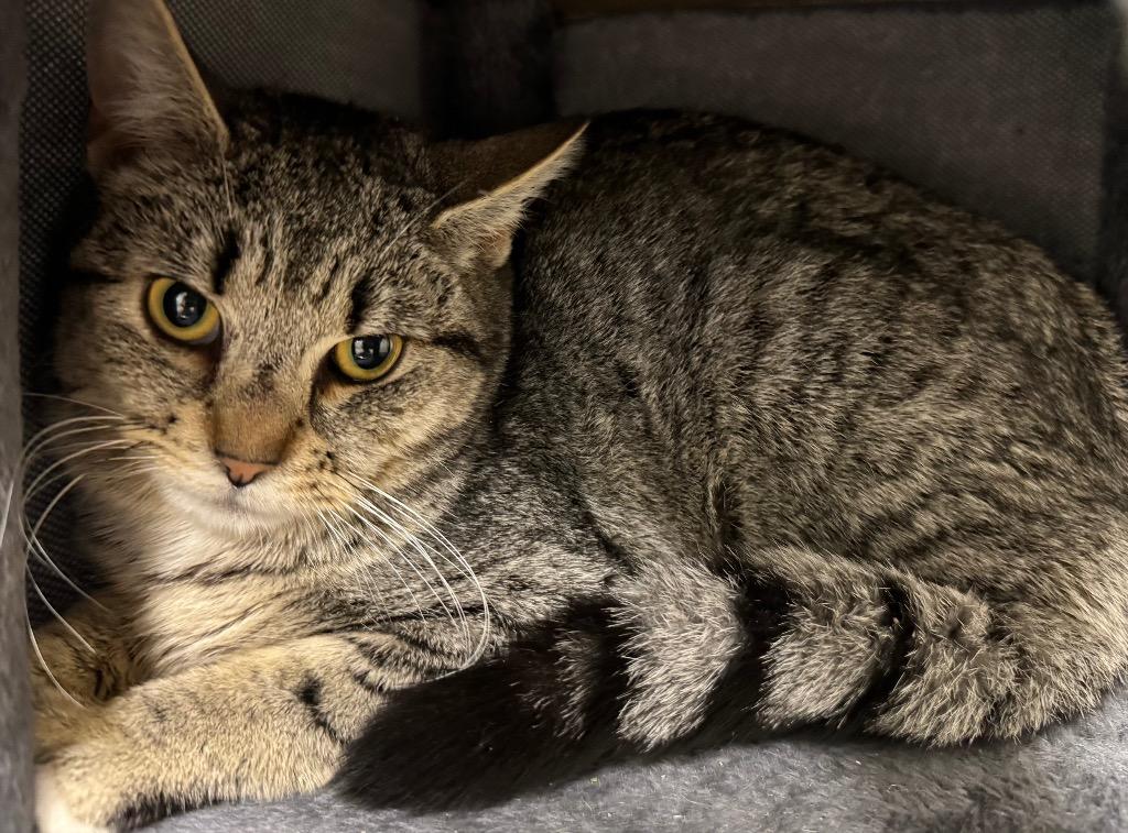 Enlarge Puma, a Adoptable American Shorthair in Ferndale, NY image 1/1