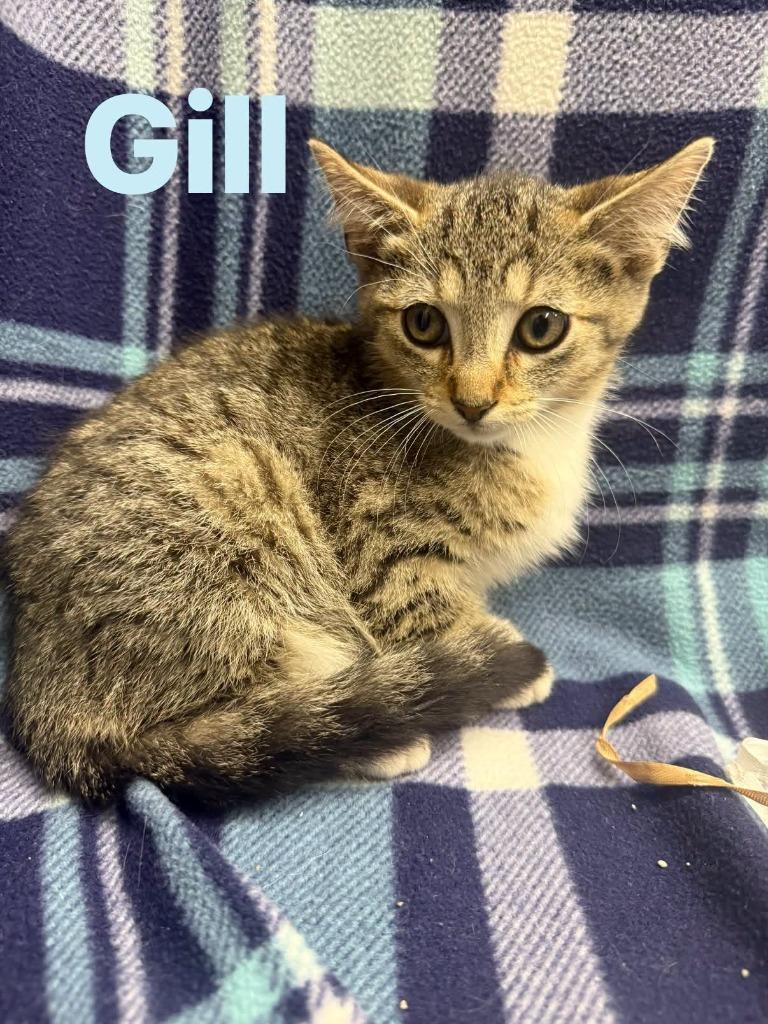 Gill, Adoptable, Kitten Male Domestic Short Hair.