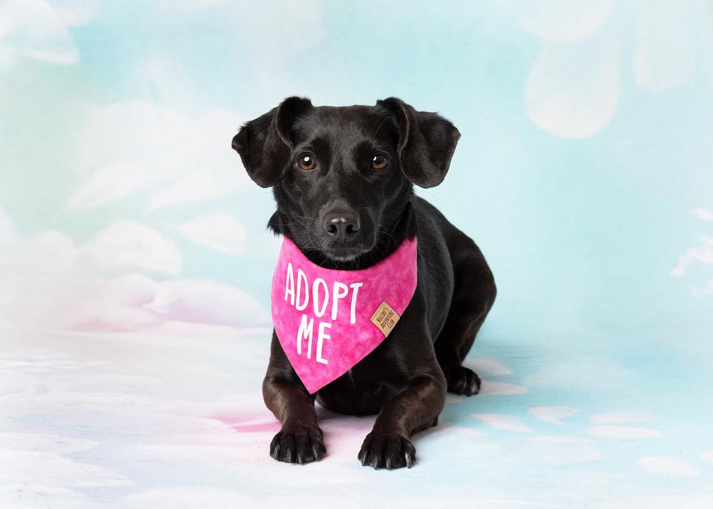 Sloan, Adoptable, Adult Female Dachshund & Chihuahua.