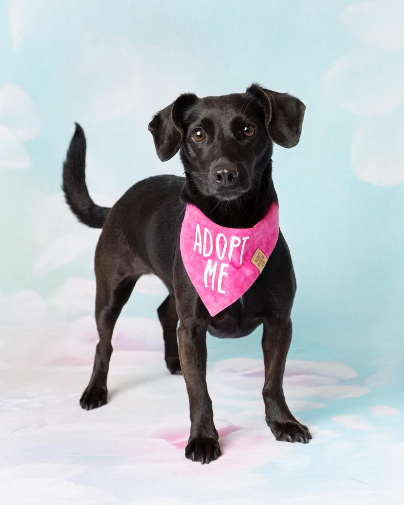 Enlarge Sloan, a Adoptable mixed breed in Frisco, TX image 2/6