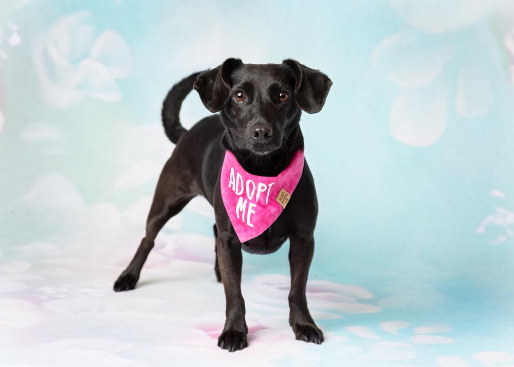 Enlarge Sloan, a Adoptable mixed breed in Frisco, TX image 3/6