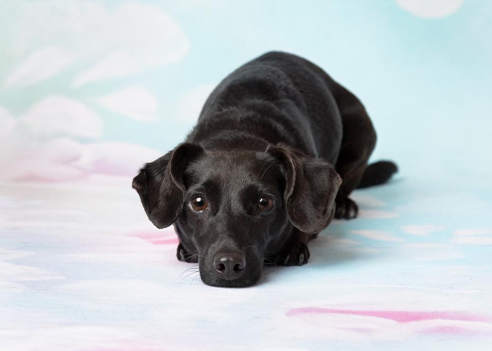 Enlarge Sloan, a Adoptable mixed breed in Frisco, TX image 4/6