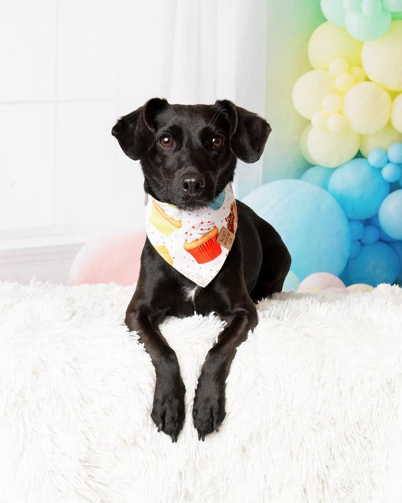 Enlarge Sloan, a Adoptable mixed breed in Frisco, TX image 6/6