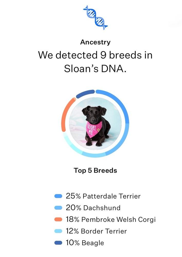Enlarge Sloan, a Adoptable mixed breed in Frisco, TX image 6/6
