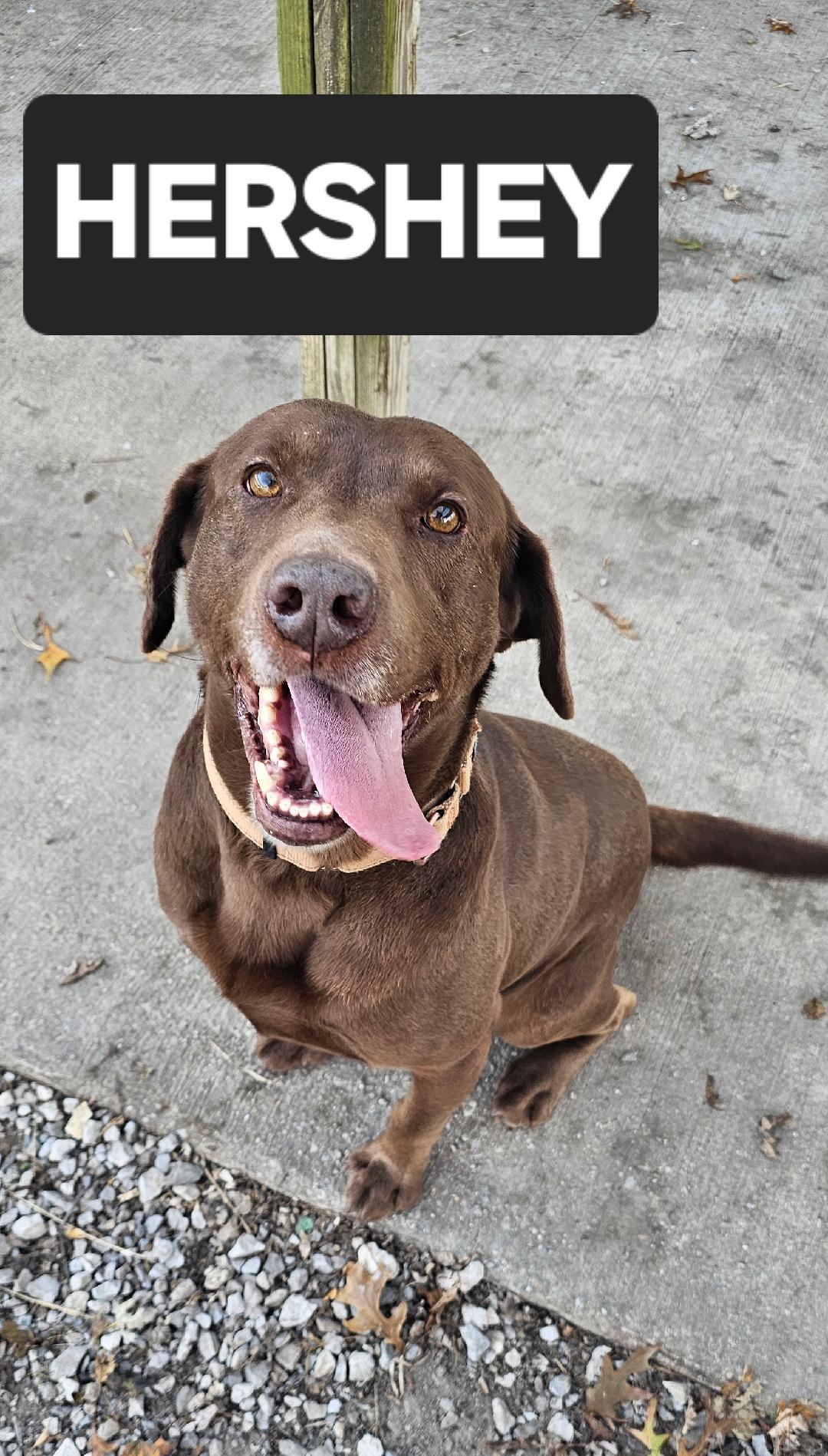 Enlarge HERSHEY, a Adoptable Chocolate Labrador Retriever in Du Quoin, IL image 1/3