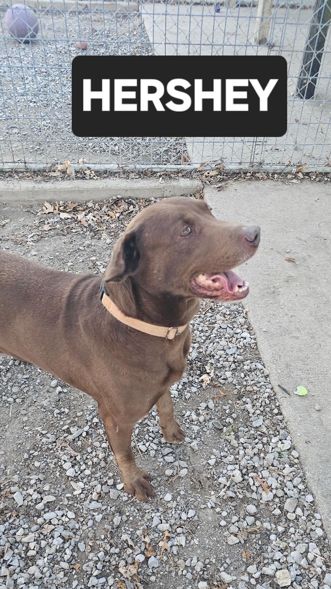 Enlarge HERSHEY, a Adoptable Chocolate Labrador Retriever in Du Quoin, IL image 2/3