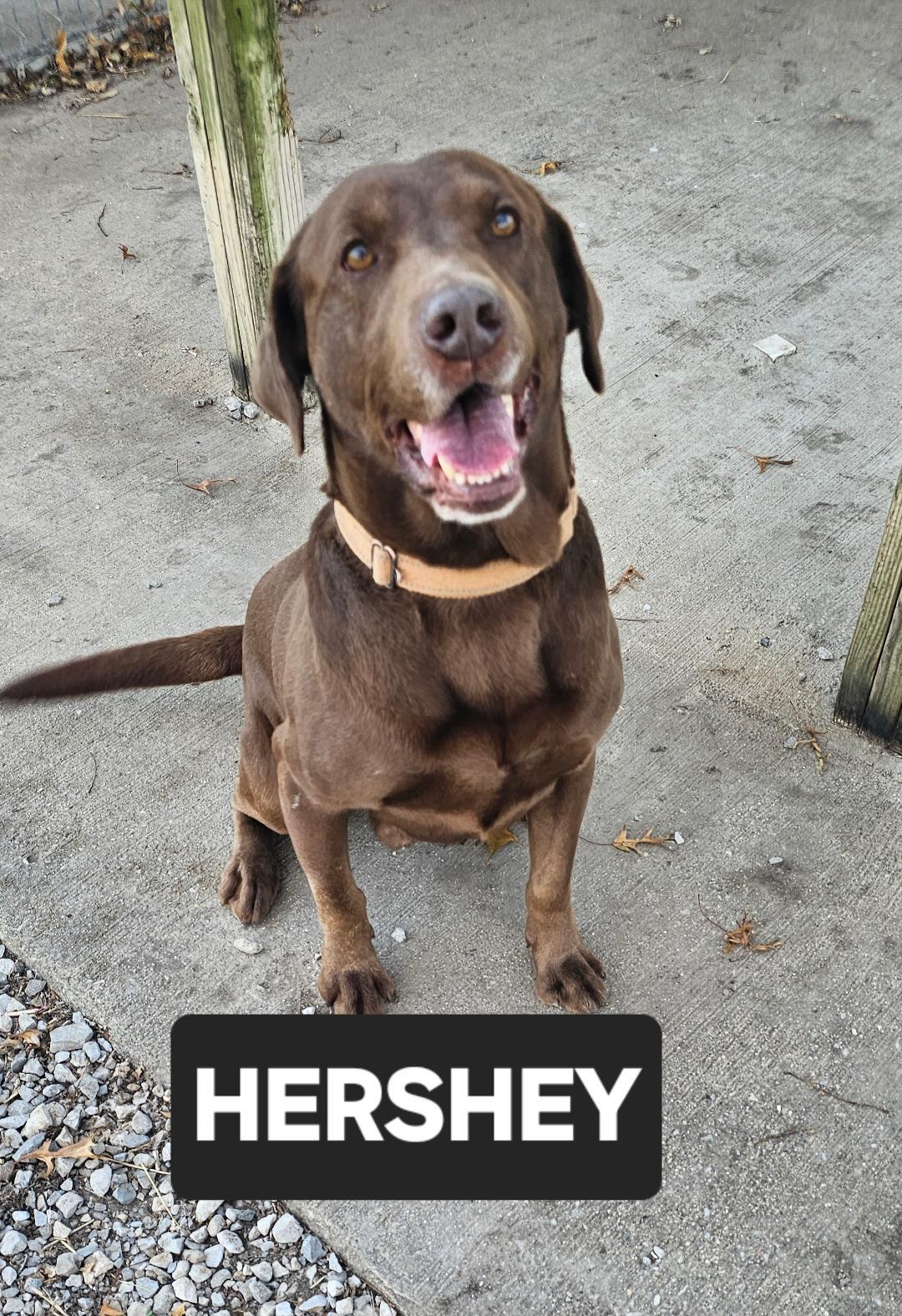 Hershey thumbnail 3