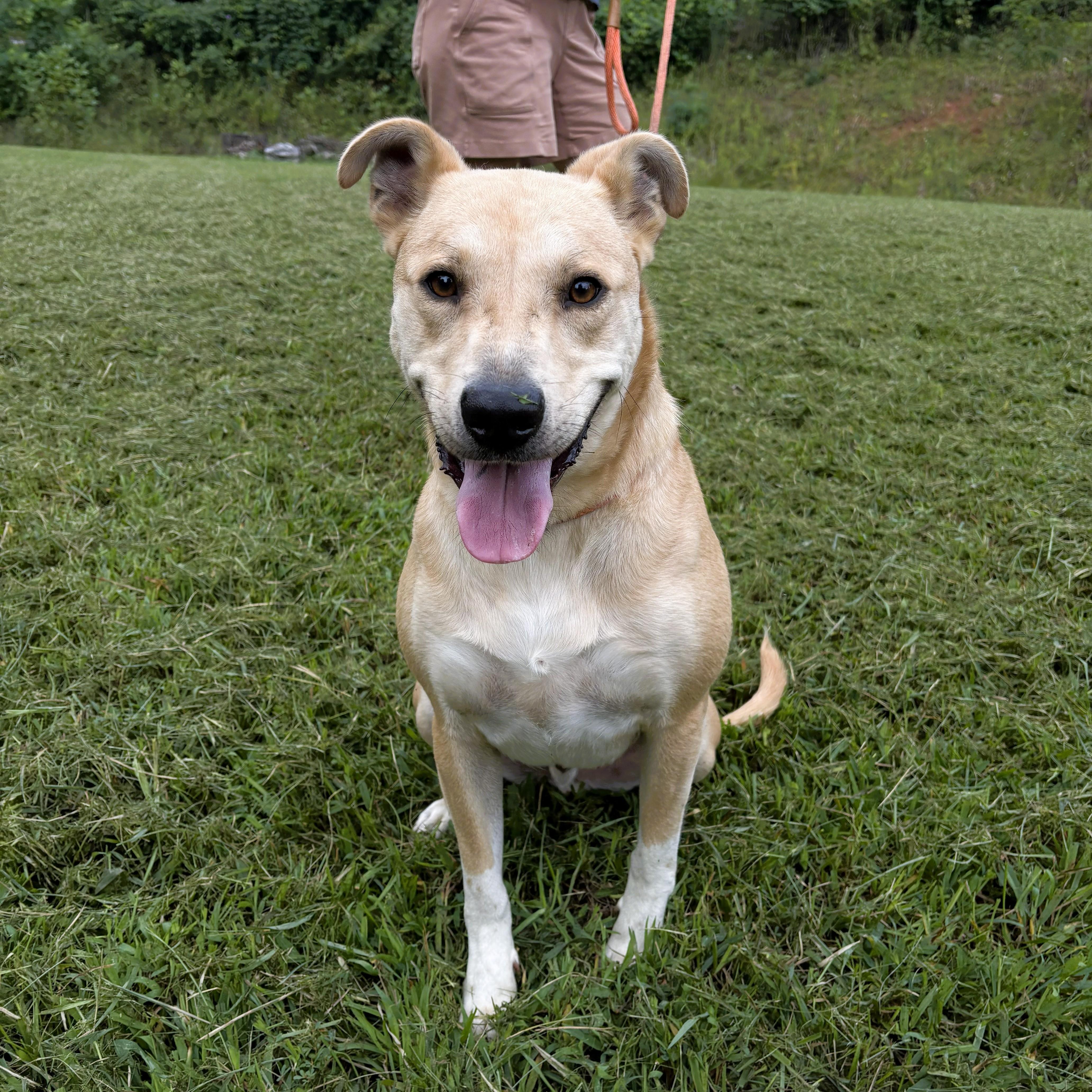 Geordie, a Adoptable mixed breed in Sylva, NC image 3/6
