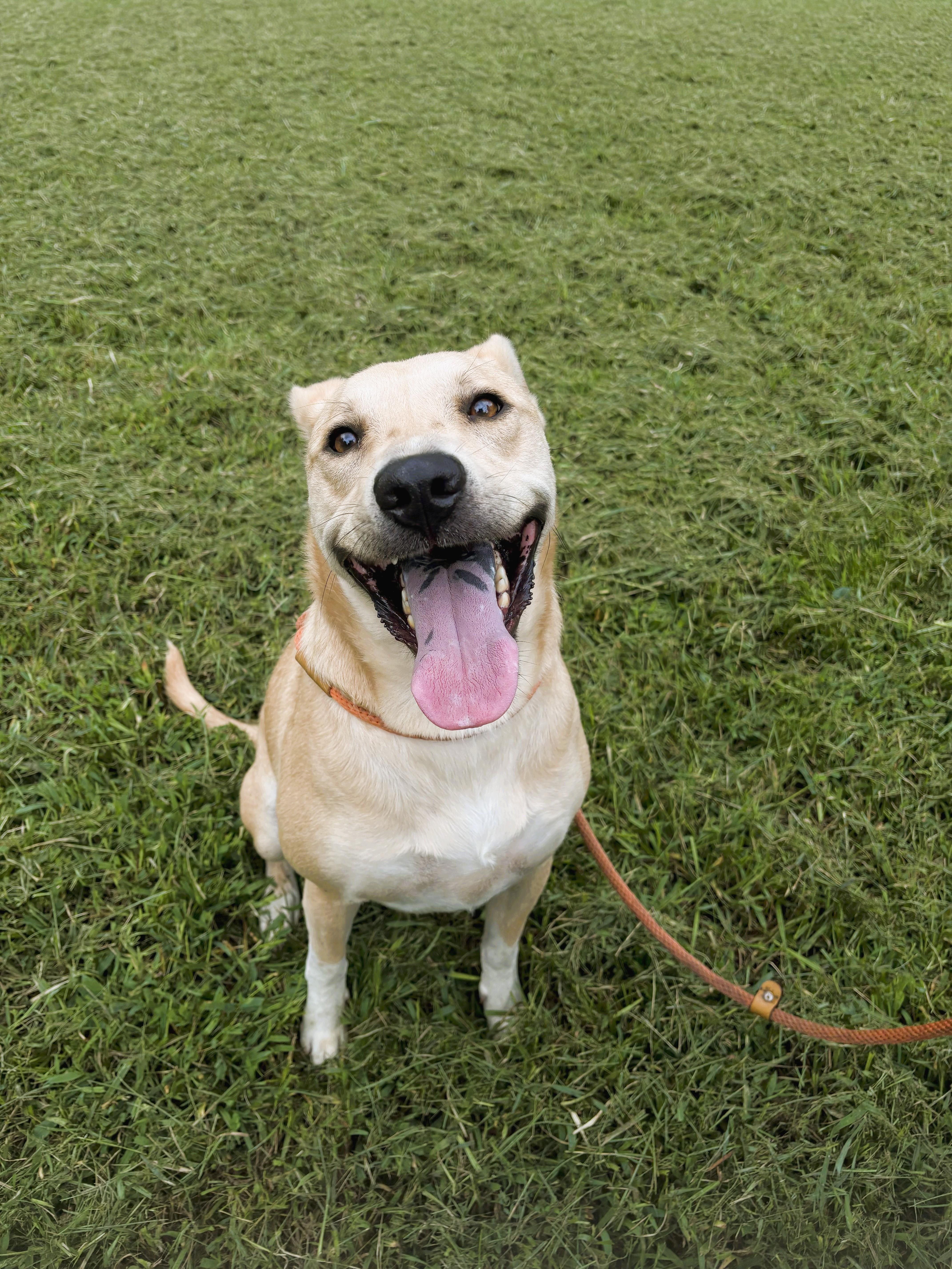 Geordie, a Adoptable mixed breed in Sylva, NC image 4/6