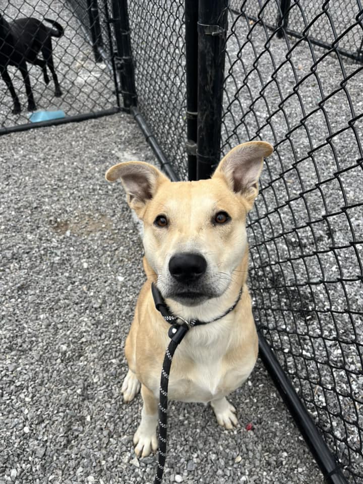 Geordie, a Adoptable mixed breed in Sylva, NC image 5/6