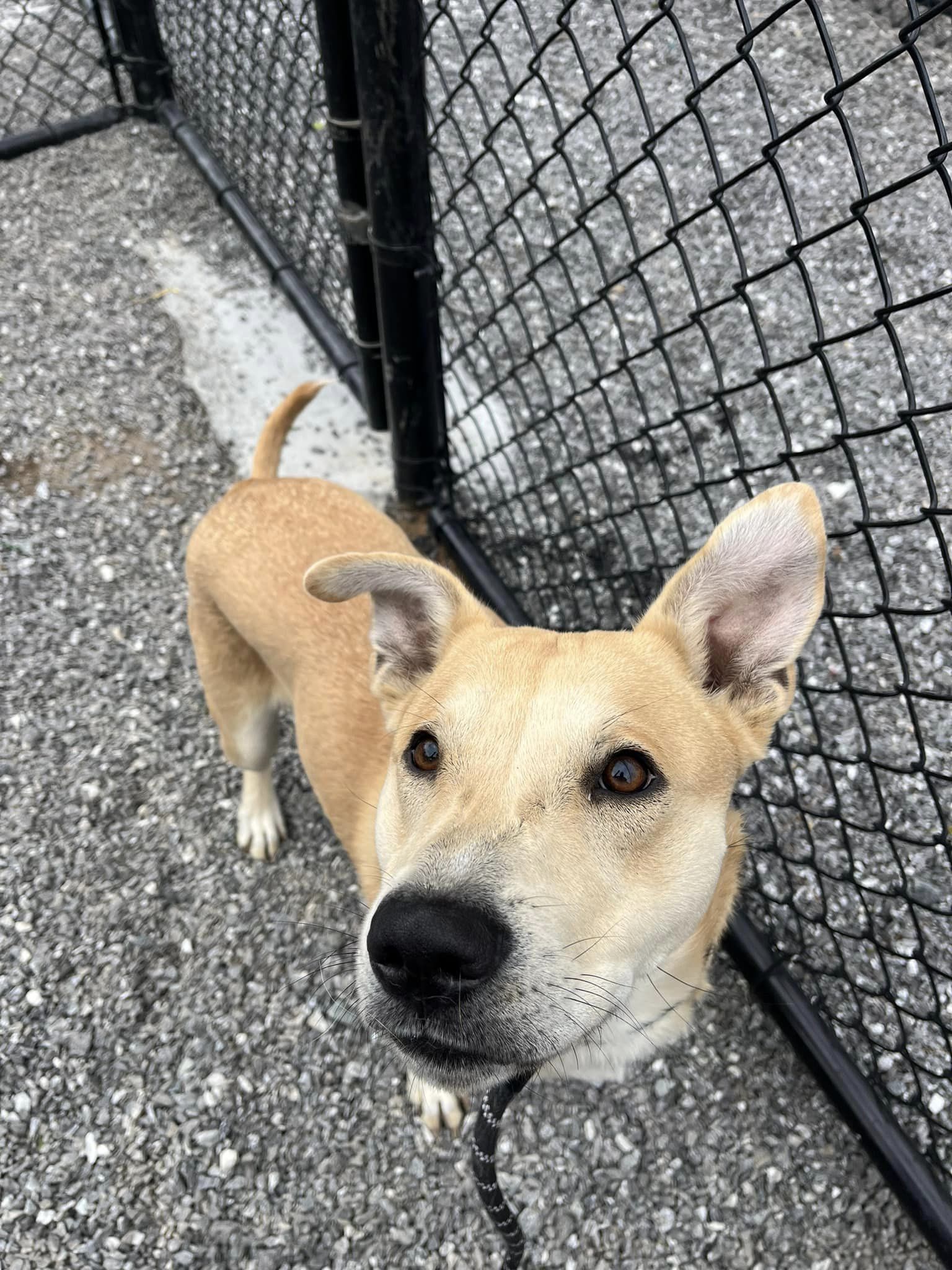 Geordie, an adoptable Carolina Dog in Sylva, NC, 28779 | Photo Image 2