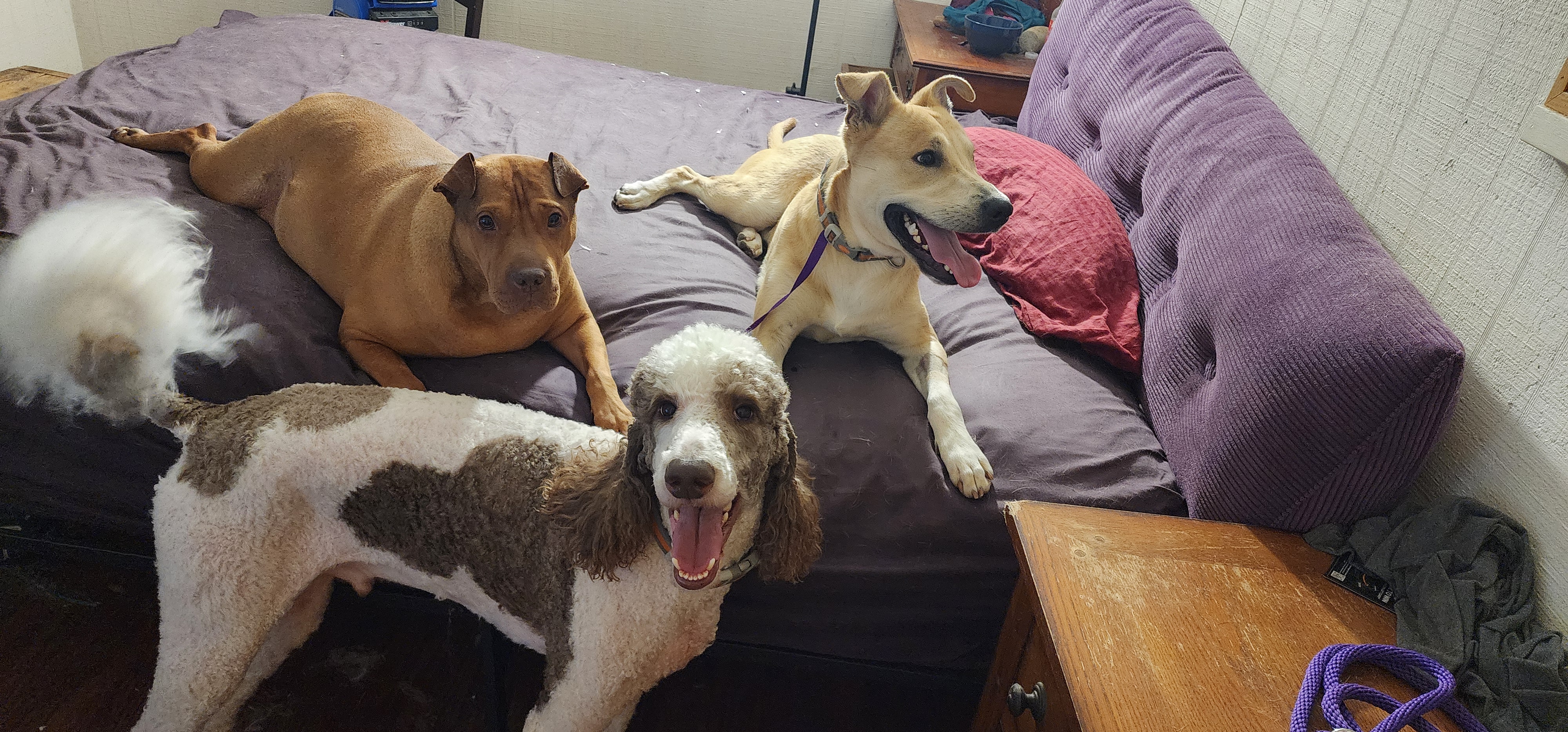 Geordie, an adoptable Carolina Dog in Sylva, NC, 28779 | Photo Image 6