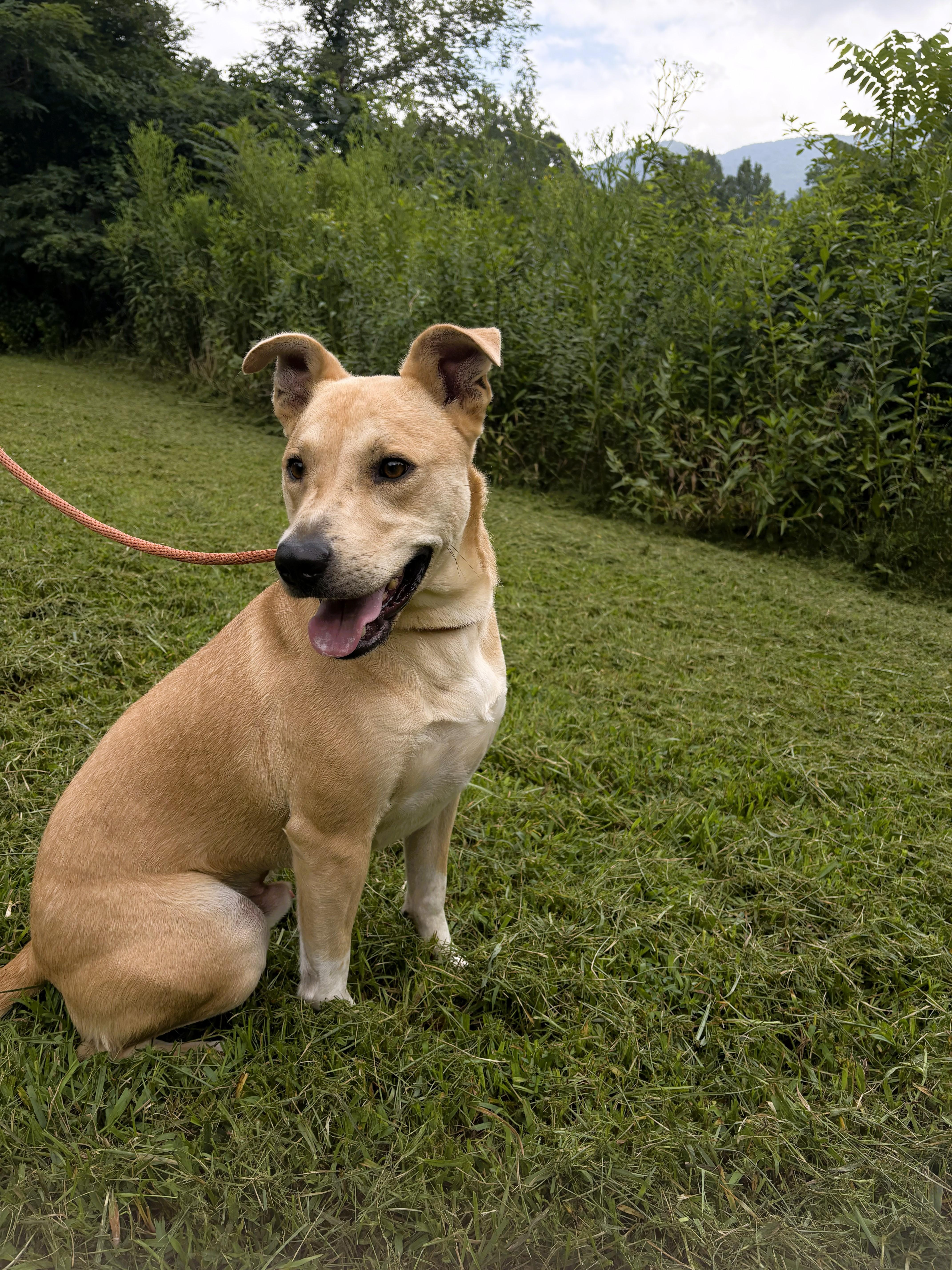 Geordie, an adoptable Carolina Dog in Sylva, NC, 28779 | Photo Image 1
