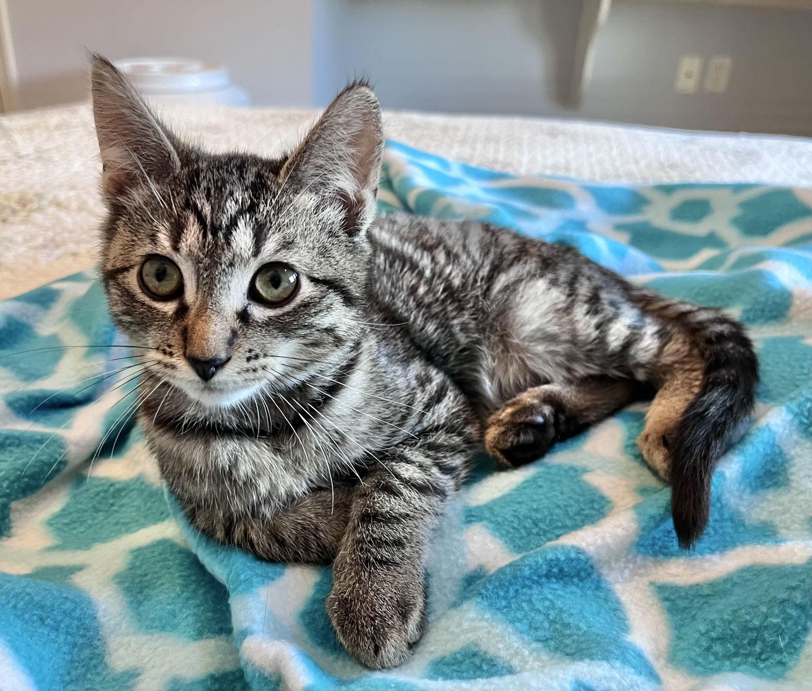 Enlarge McDouble, a Adoptable Domestic Short Hair in Shawnee, KS image 1/2
