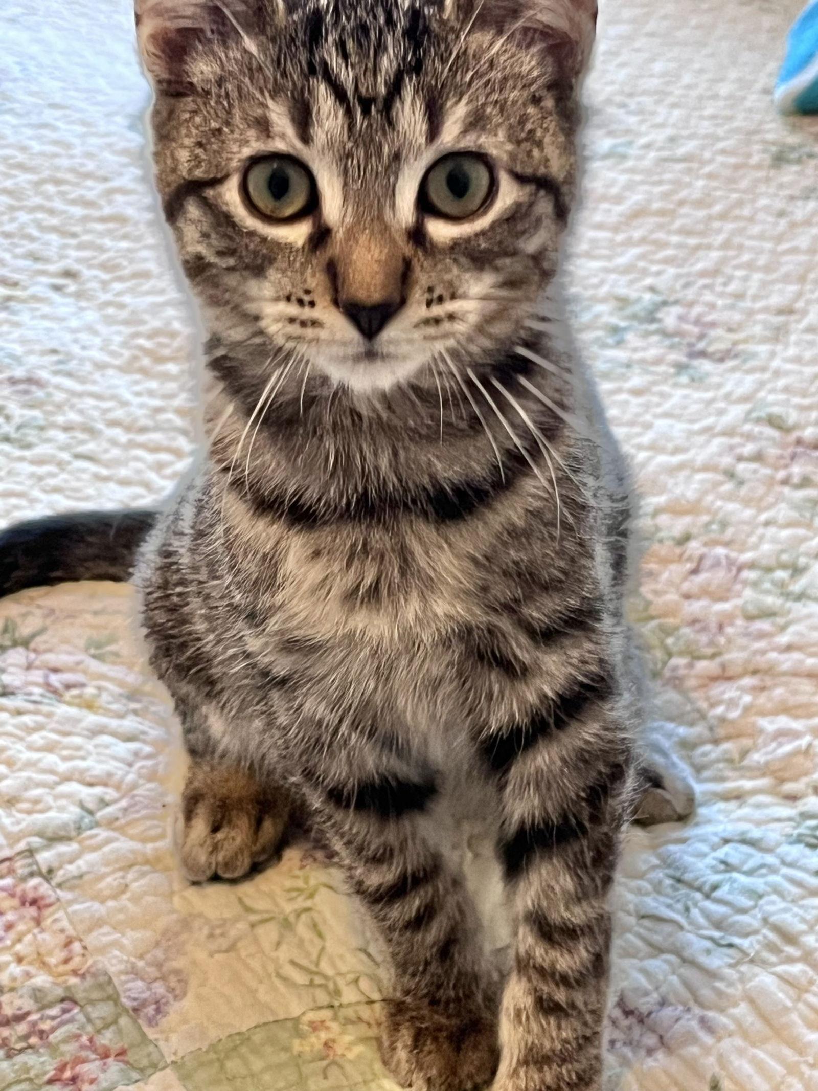 Enlarge McDouble, a Adoptable Domestic Short Hair in Shawnee, KS image 2/2