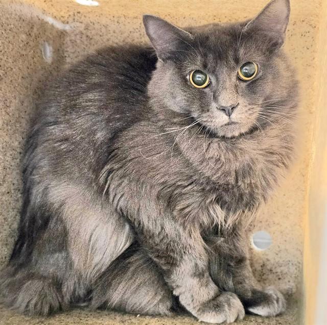 Enlarge DOONESBURY, a Adoptable Domestic Medium Hair in Anchorage, AK image 1/1