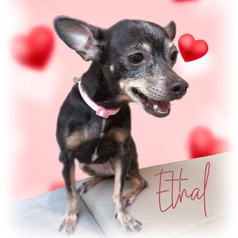 Enlarge Ethal, a ADOPTABLE Chihuahua in Tulsa, OK image 2/4