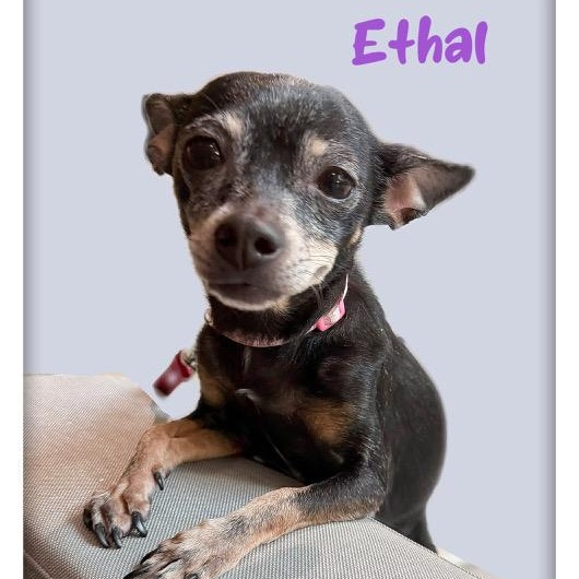 Enlarge Ethal, a ADOPTABLE Chihuahua in Tulsa, OK image 3/4
