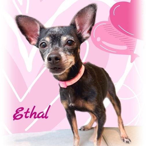 Enlarge Ethal, a ADOPTABLE Chihuahua in Tulsa, OK image 4/4