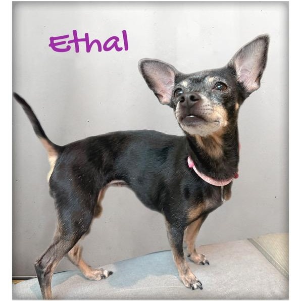 Ethal, ADOPTABLE, Senior Female Chihuahua.